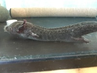 飼っているベタが水カビ病になりメチレンブルーで治療しようと思い 買 Yahoo 知恵袋