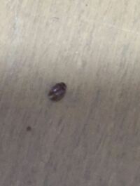 最近 茶色い小さい虫が壁にとまったり飛んだり床にいたりします Yahoo 知恵袋
