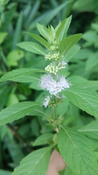 この花はニホンハッカでしょうか 貰って来た時には ハッカの香りがした気がしま Yahoo 知恵袋