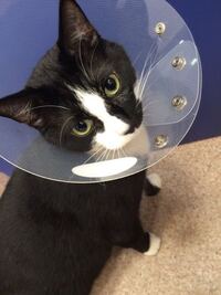 猫が 子猫の体を舐めるのはどういう意味を表していますか 2週間ほど前 生後約一 Yahoo 知恵袋