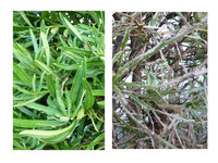 家の槇 マキ の木が写真の左から右への状態のように枯れ始めています Yahoo 知恵袋