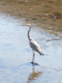 この鳥の名前わかりますか 近くの川にいたのですが見慣れない鳥なので ちょっと Yahoo 知恵袋