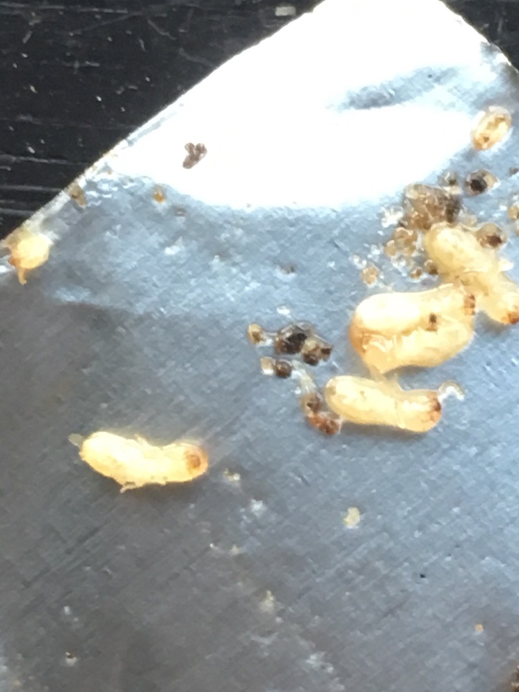 ダンボールを置いていたところ、体長3mm前後の白い虫が発生していまし 