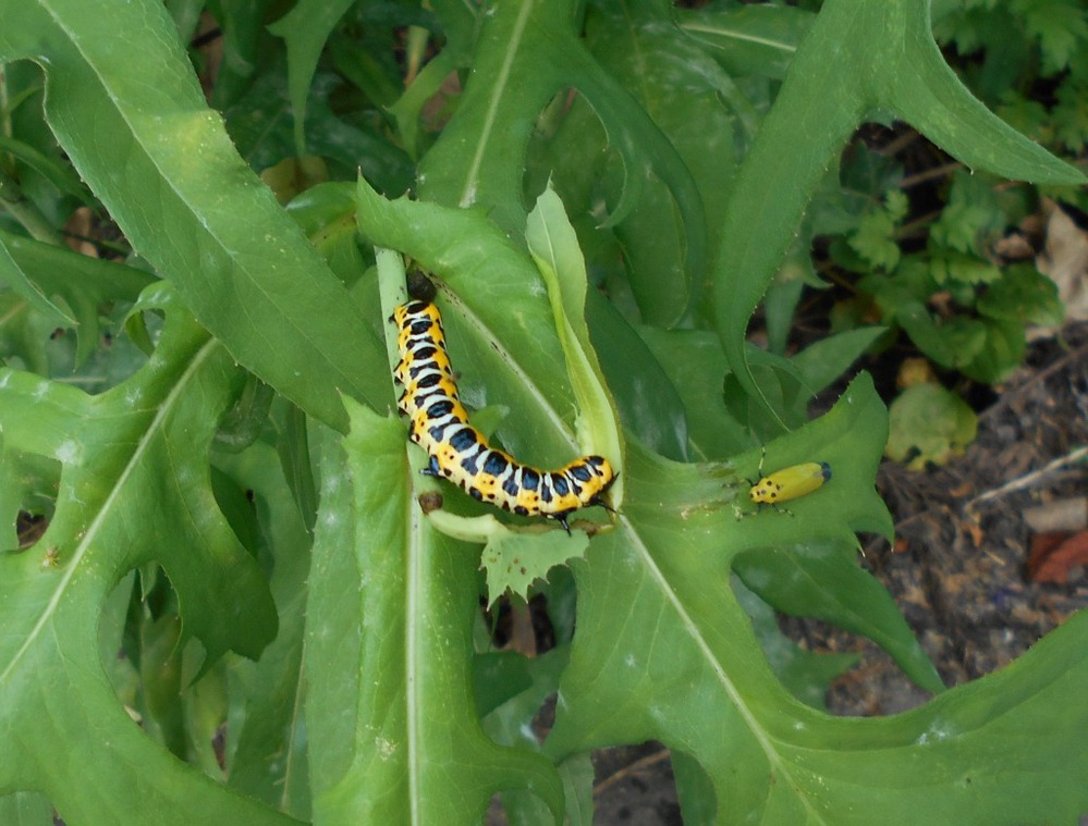 黄色い幼虫 に関するq A Yahoo 知恵袋