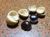 トチノキの実を拾いました 実生で育てたいのですが 方法 時期など Yahoo 知恵袋