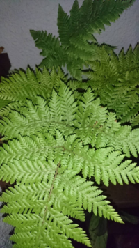 シダ植物に詳しい方お願い致します この植物はなんでしょうか ヒカゲヘゴと思っ Yahoo 知恵袋