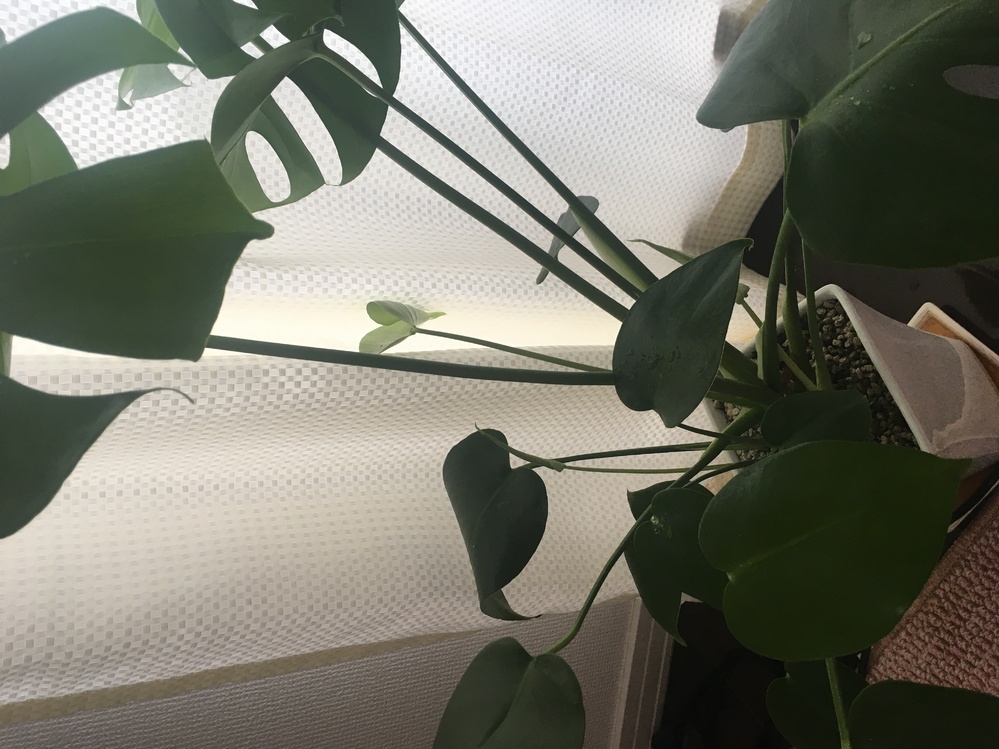 モンテラスが新しい葉っぱが次々に生えてきているのですがこれは