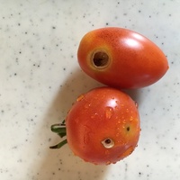 ミニトマトを食べる虫 鳥 これはなんですか 庭のミニトマトが こんな感じで喰 Yahoo 知恵袋