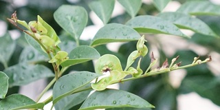 シマトネリコの新芽が 枯れたのか 虫にやられたのか よくわかりません 画像の Yahoo 知恵袋