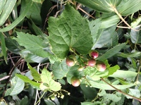 この植物の実は食用ですか モクレン科のコブシだと思います 蕾は漢方 Yahoo 知恵袋