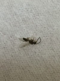 最近家に羽根のついたアリみたいな虫が大量発生していますどういう虫で Yahoo 知恵袋