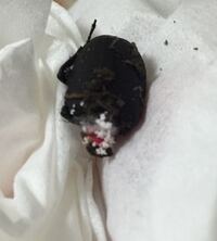 クワガタのメスが死んでしまいました 頭と胴で真っ二つになって Yahoo 知恵袋