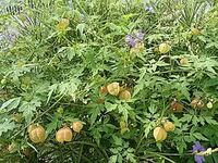 ほおずきに似ているんですが 中には実がありません この植物の名前を教えて Yahoo 知恵袋