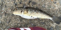 釣ったフグ 食べますか 先日防波堤釣りをしていると サビキ釣りをしていた年 Yahoo 知恵袋