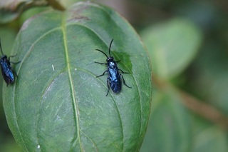 私の住むマンションの木 ヤマボウシ に添付画像の虫が大量 50匹く Yahoo 知恵袋