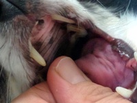 愛犬の口腔内写真の様な黒い斑点が前歯の裏あたりにありますその他にも Yahoo 知恵袋
