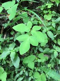 中央の鮮やかな黄緑色の葉っぱは食用に出来る野草でしょうか ゼ Yahoo 知恵袋
