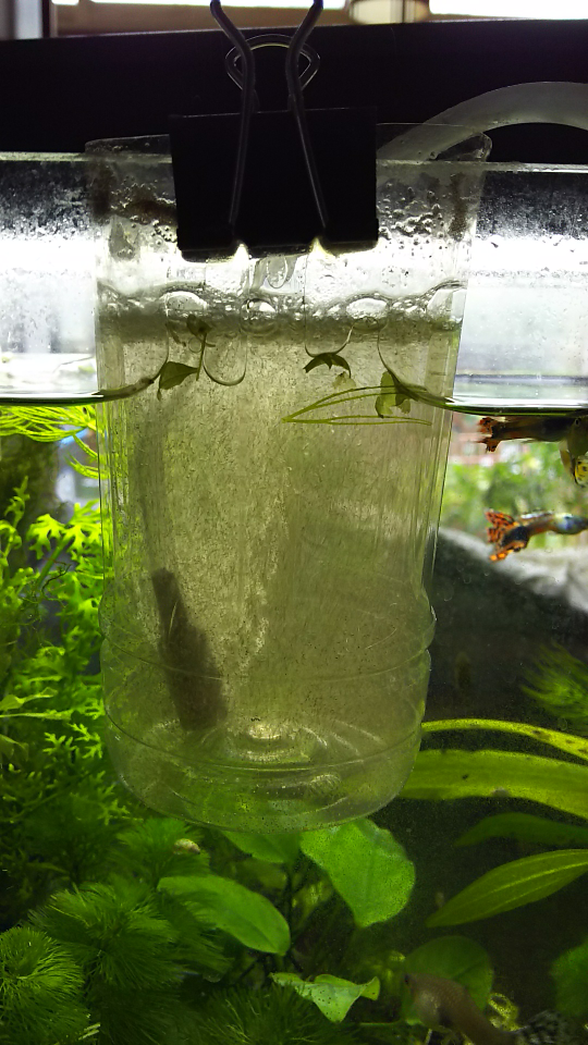 高評価の贈り物 ブラインシュリンプ 魚用品 水草