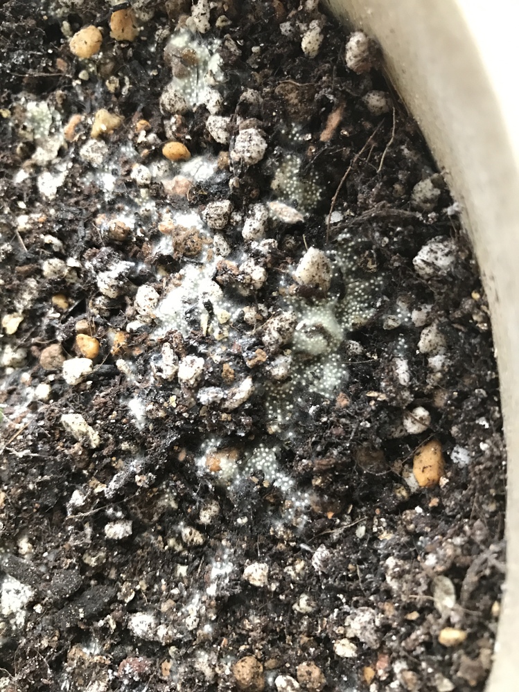 画像 ウンベラータ 土 カビ 誕生 日 ライン 友達