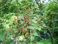 ７月に赤い実のなる木はなんですか キンギンボク ヒョウタン Yahoo 知恵袋