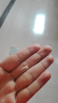 白いダンゴムシ 学校にいたのですが 脱皮したてなのか レア Yahoo 知恵袋