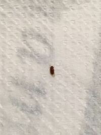 ゴキブリの赤ちゃん ここ1週間くらい 1 2ミリ程の小さな虫 Yahoo 知恵袋
