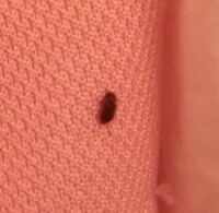 私の部屋の壁やソファにダンゴ虫みたいなノロノロ歩いてる小さい虫が数 Yahoo 知恵袋