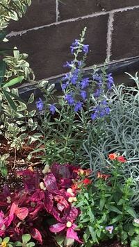 背の高い 青い花の名前は何ですか サルビア アズレアではないでしょうか Yahoo 知恵袋