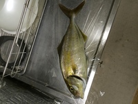 シオ と呼ばれるカンパチになる前の魚は おいしくないのですか カンパチ Yahoo 知恵袋
