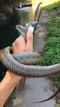 蛇の採集について質問です 飼育するためアオダイショウを捕まえたいので Yahoo 知恵袋