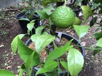 柑橘類の木の見分け方を教えて下さい 中古で購入した家の庭に柑橘 Yahoo 知恵袋