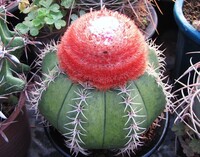 サボテンが発根しない サボテンの子分けをして二ヶ月が経ちますがまだ 根が Yahoo 知恵袋