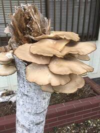 このキノコは何のキノコですか 白樺の木に出ていました ヒラタケ Htt Yahoo 知恵袋