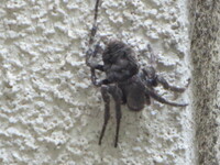 家の玄関のところに突然現れた大きな黒い蜘蛛について質問します 初めて見ますの Yahoo 知恵袋