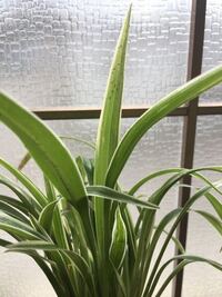 シャムオリズルランを栽培しているのですが 葉に虫がついています こ Yahoo 知恵袋