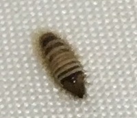 この幼虫はなんでしょうか 寝室にいました 3mmくらいの小さい虫 Yahoo 知恵袋