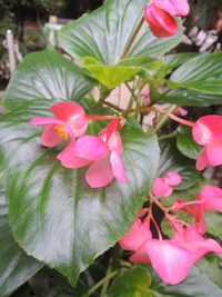 この花の名前を教えて下さい ベゴニアorシュウカイドウ ベゴ Yahoo 知恵袋