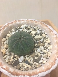 オベサ徒長 オベサが徒長してます まんまるのときが懐かしいです 笑 Yahoo 知恵袋