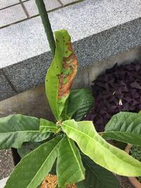 枇杷の木が病気 葉に茶色いボツボツがでますはじめに茶色いボツ Yahoo 知恵袋