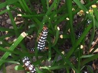 庭に ハマオモトヨトウという幼虫が 大量発生しています 昨日 Yahoo 知恵袋