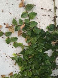 この植物の名前を教えてください 壁に蔦を張っています Yahoo 知恵袋