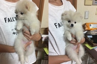 このポメラニアンはキツネ顔かたぬき顔どちらになると思いますか 生後は2ヶ月ち Yahoo 知恵袋