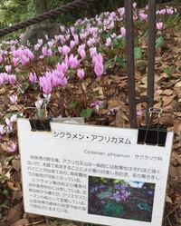 シクラメンを鉢植えしていますが この花は地植えも可能なのでし Yahoo 知恵袋