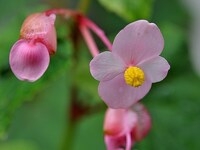 誕生花についてですが 同じ花が複数の誕生花になることってある Yahoo 知恵袋