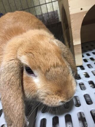 飼ってるうさぎの鼻のところの毛が部分的に濃くなってるんですけどこれは冬毛です Yahoo 知恵袋