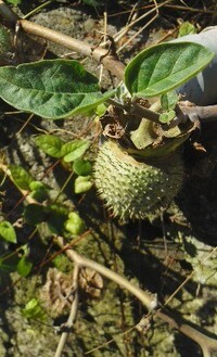 枯れかけの植物に付いているこのトゲトゲの実の植物の名前をおしえてく Yahoo 知恵袋