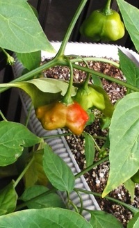 プランターのこの小さなピーマンみたいな形の実の植物は何でしょうか Yahoo 知恵袋