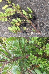 ヒサカキという強烈な臭い花の開花期間について教えてください ヒ Yahoo 知恵袋