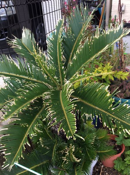 ソテツ　胴切り　発根管理株 ソテツ」を株分けした後の管理について～植物を増やす方法