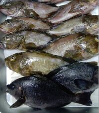 魚の名前 種類釣った魚を頂いたのですが 詳しい方この魚の名前を教えていただけ Yahoo 知恵袋